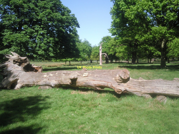 Photo 6"x4" Felled tree in Richmond Park Kingston Vale c2011