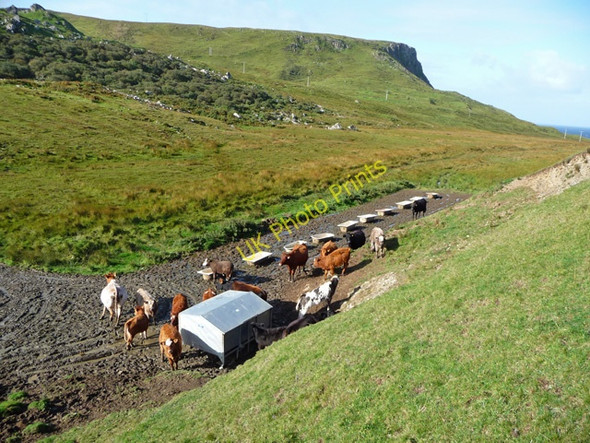Photo 6"x4" Cattle feeding station below Bealach Uachdarach Conasta c2009