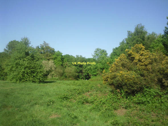 Photo 6"x4" Clearing on Putney Heath Putney c2011