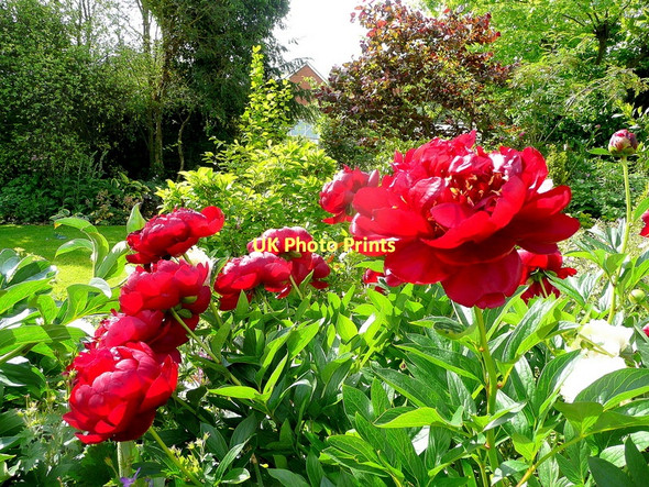Photo 6"x4" Crimson Paeonias Bromsash c2011