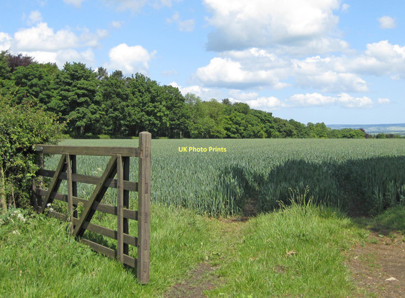 Photo 6"x4" Open gate Middlecave c2011