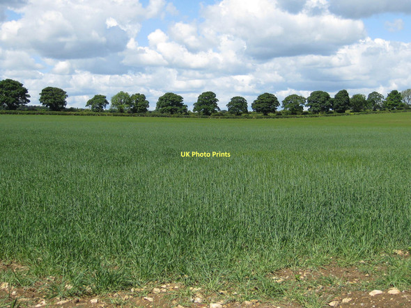Photo 6"x4" Line of oaks Malton\/SE7871 c2011