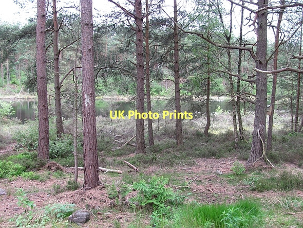 Photo 6"x4" Lochan, Devilla Forest Kincardine\/NS9387 c2011