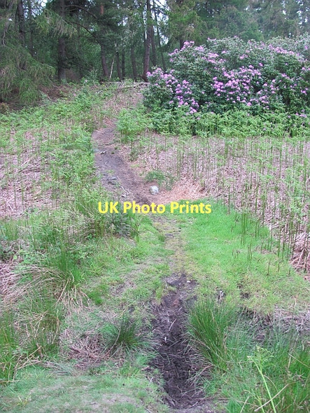 Photo 6"x4" Wide ride, Devilla Forest Kincardine\/NS9387 c2011