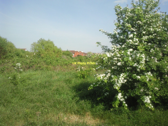 Photo 6"x4" Hawthorn blossom on Bedfont Pits Feltham\/TQ1073 c2011