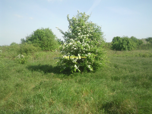 Photo 6"x4" Hawthorn on Bedfont Pits Feltham\/TQ1073 c2011