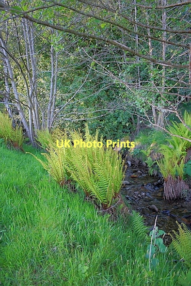 Photo 6"x4" Allt Sgairnich Mhoir Dunira c2011