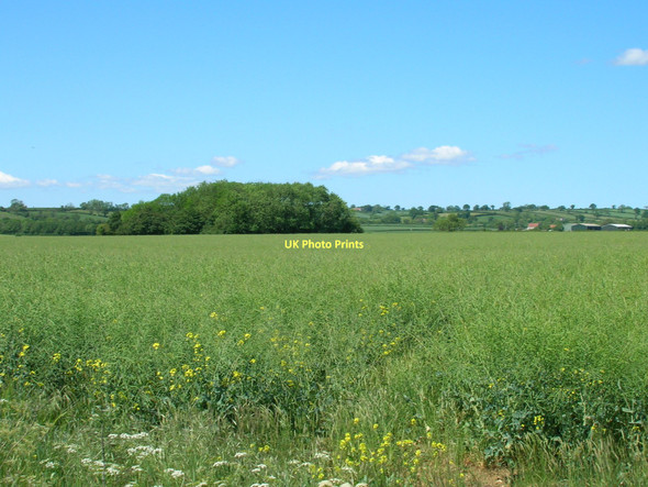 Photo 6"x4" Farmland off Marton Lane Aislaby\/SE7785 c2011