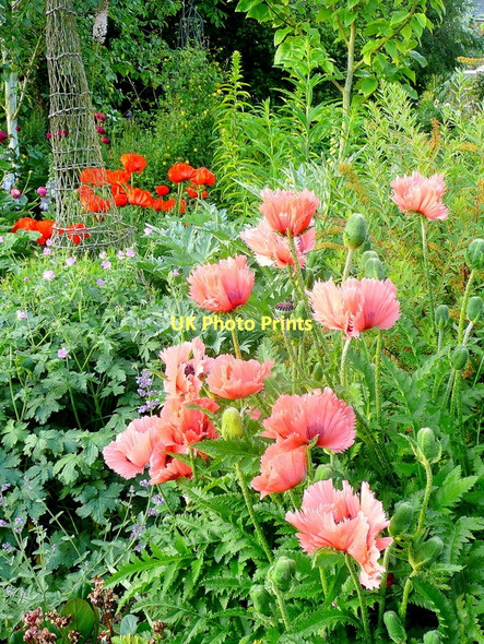 Photo 6"x4" Poppy time 2 Bromsash c2011