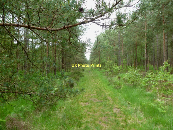 Photo 6"x4" Ashley Heath, forestry track Ashley Heath\/SU1104 c2011