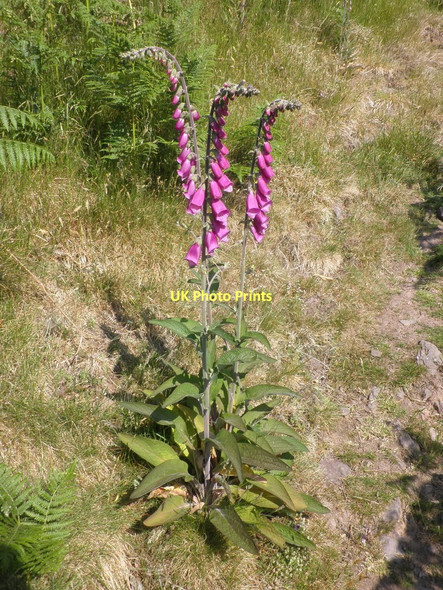 Photo 6"x4" Foxgloves, in Lych Combe Allerford\/SS9047 c2011