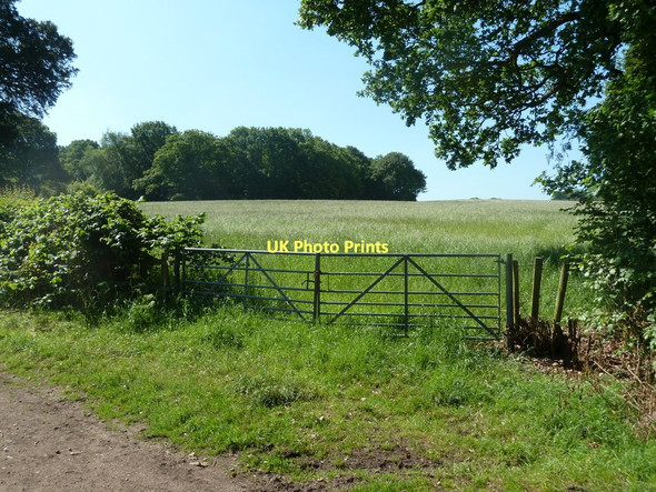 Photo 6"x4" Field by track from Ducksick Wood Cutthorpe c2011