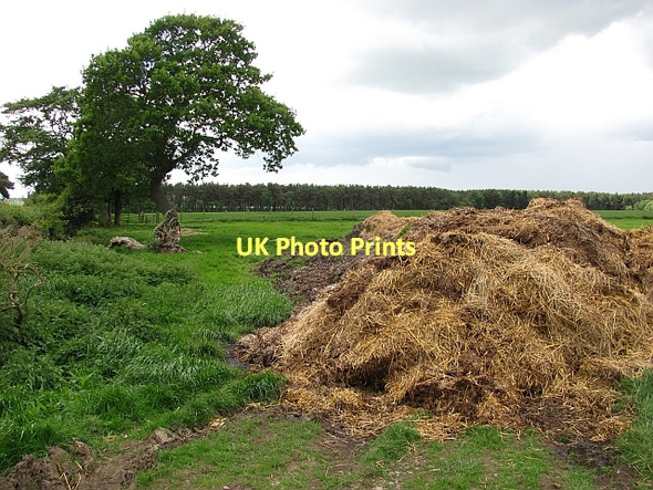 Photo 6"x4" Manure heap, Bar Moor Lowick\/NU0139 c2011
