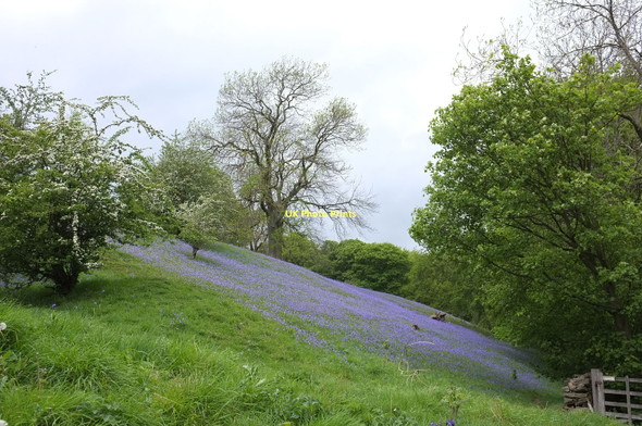 Photo 6"x4" Field with bluebells Beamsley c2011