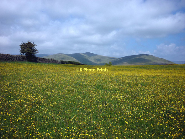 Photo 6"x4" Buttercup meadow, Waller Heights High Oaks\/SD6291 c2011