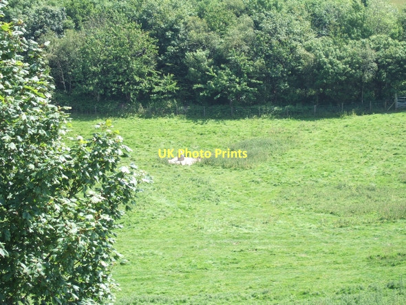 Photo 6"x4" Isolated stone at Treveague Farm Gorran Haven c2011