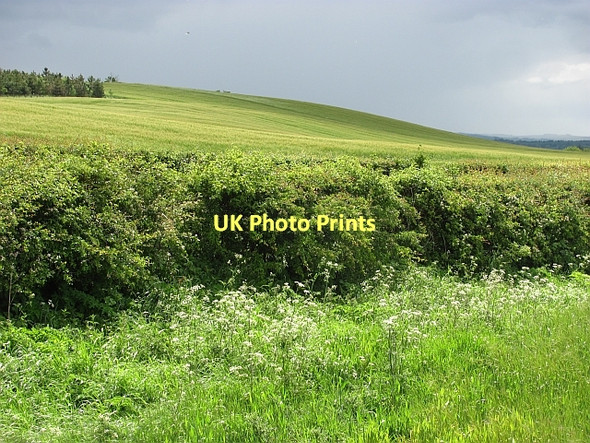Photo 6"x4" Barley field, Jacks Law Duddo c2011