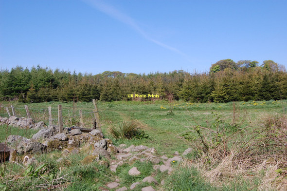 Photo 6"x4" Christmas Tree Plantation Sheddocksley c2011