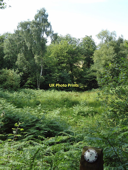 Photo 6"x4" Post 7, Nature Trail Danbury\/TL7705 c2011