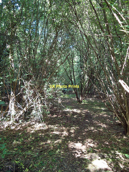 Photo 6"x4" Post 8, Nature Trail Little Baddow c2011