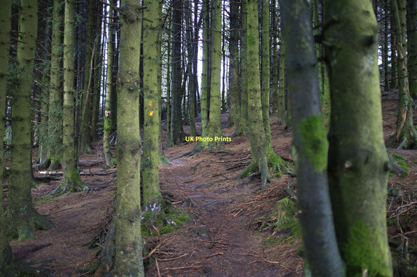 Photo 6"x4" Dales Way in Cam Woodlands Lat Gill c2011