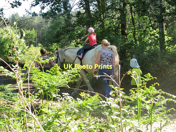 Photo 6"x4" A family outing in Fritton Wood Fritton\/TG4600 c2011