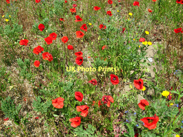 Photo 6"x4" Poppies by Eastles Farm, Burgh Castle Bradwell\/TG5004 c2011