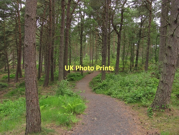 Photo 6"x4" Picnic table, Devilla Forest Kincardine\/NS9387 c2011