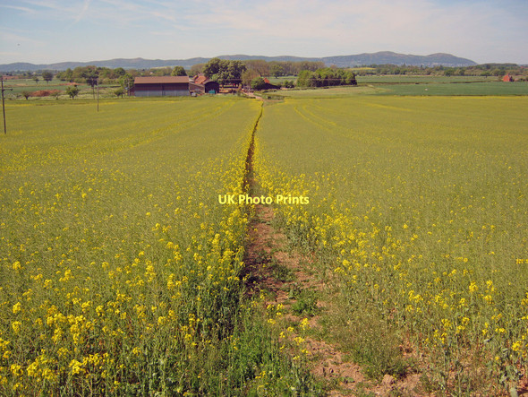 Photo 6"x4" Path to Manor Farm Hill Croome c2011