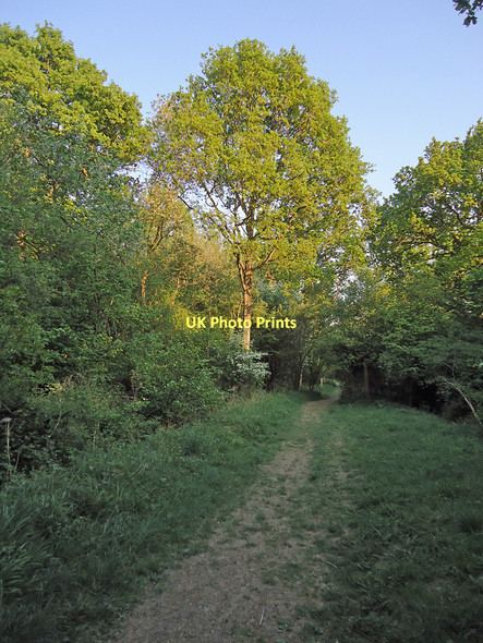 Photo 6"x4" Footpath in Bradfield Wood Felsham c2011