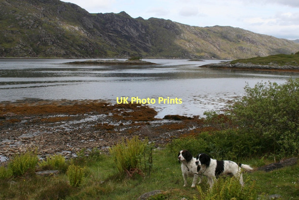 Photo 6"x4" A brace of English Springer Spaniels near Roishven Alisary c2011
