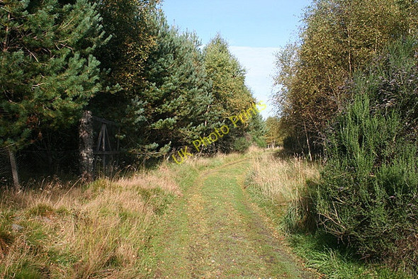 Photo 6"x4" Woodland Track Logie Coldstone c2009