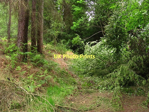 Photo 6"x4" Path, Devilla Forest Kincardine\/NS9387 c2011