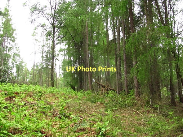 Photo 6"x4" Clearing, Devilla Forest Kincardine\/NS9387 c2011