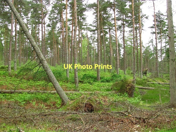 Photo 6"x4" Preybrae Wood Kincardine\/NS9387 c2011