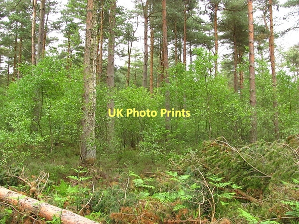 Photo 6"x4" Kirkton Wood Culross c2011