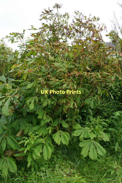 Photo 6"x4" Horse Chestnut (Aesculus hippocastanum), Baltasound Baltasound c2011
