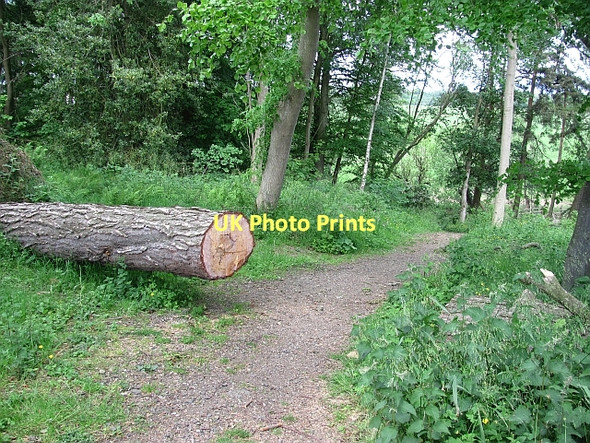 Photo 6"x4" Fallen timber, Winton Estate Ormiston\/NT4169 c2011