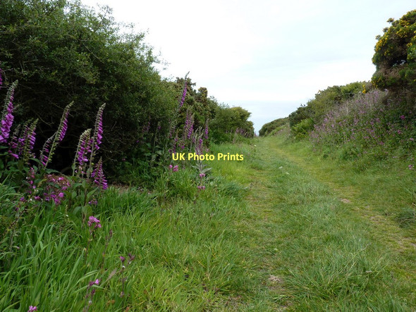 Photo 6"x4" Foxgloves on the byway between Nantycroy and Clos-y-graig Y Ferwig c2011