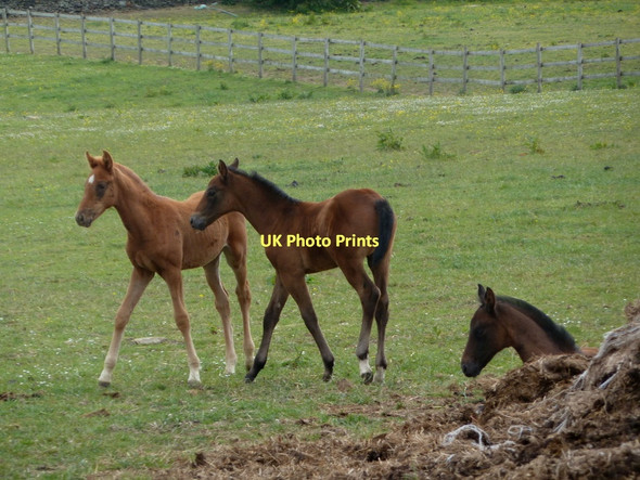 Photo 6"x4" Foals in a field Wigley\/SK3171 c2011