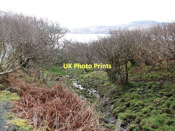 Photo 6"x4" Hazel wood Fanmore\/NM4144 c2011