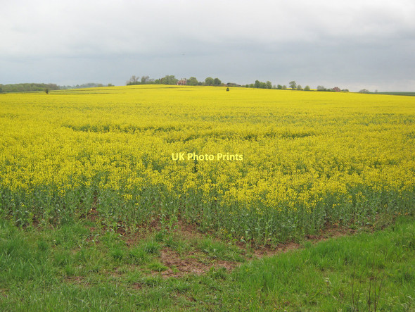 Photo 6"x4" Oilseed rape field near Goldhill Farm Southwell\/SK7053 c2010