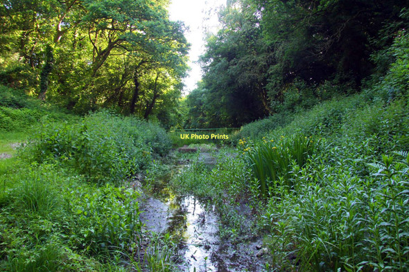 Photo 6"x4" Boggy wetland in the former railway cutting Blenheim\/SP5705 c2011