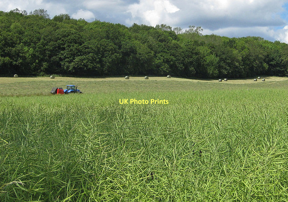 Photo 6"x4" Oilseed rape ripening near Dawson's Wood Sinnington c2011