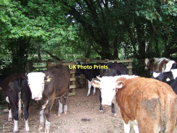 Photo 6"x4" Reception committee for walkers Bickleigh\/SS9407 c2011