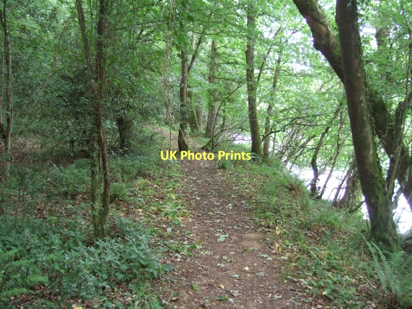 Photo 6"x4" Exe Valley Way in Backs Wood Bickleigh\/SS9407 c2011