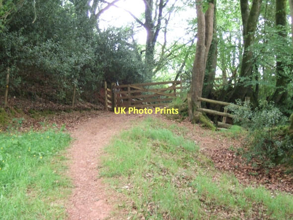 Photo 6"x4" Exe Valley Way entering Backs Wood from the north Collipriest c2011