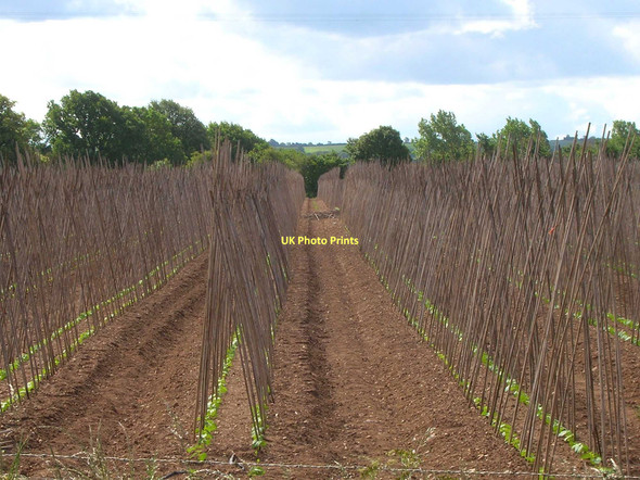 Photo 6"x4" Rows of bean poles Alveston\/SP2356 c2011