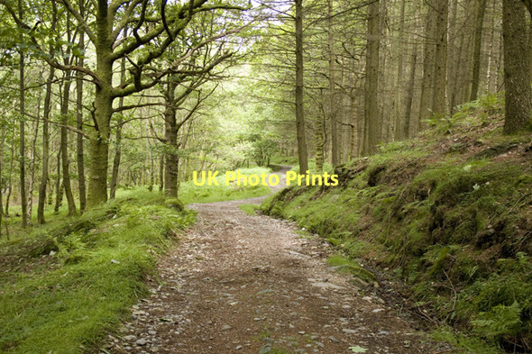Photo 6"x4" Track in Birks Wood Ulpha\/SD1993 c2011