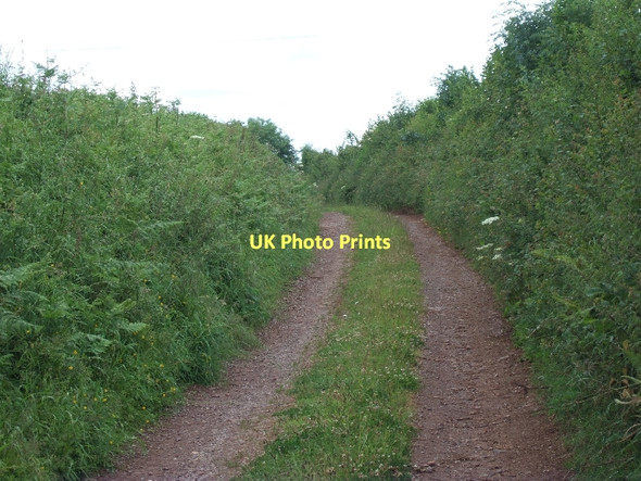 Photo 6"x4" Courthayes Lane looking west Thorverton c2011
